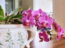 20 Tanaman Pembawa Hoki di Tempat Usaha Menurut Fengsui, Energinya Positif!