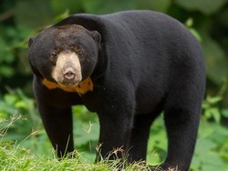 Beruang Madu, Maskot Balikpapan Dulu dan Kini