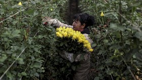 Foto: Cinta di Ujung Tarif: Mawar Kolombia Terpukul Jelang Valentine