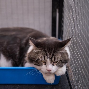 Ternyata Kucing Punya Kepribadian yang Beragam, Ini Tipe-tipe yang Perlu Dikenali!