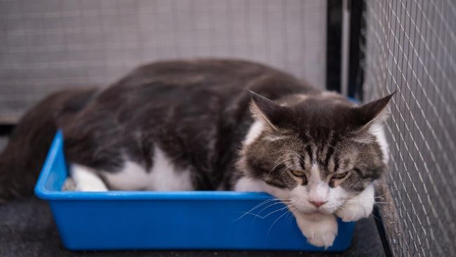 Ternyata Kucing Punya Kepribadian yang Beragam, Ini Tipe-tipe yang Perlu Dikenali!