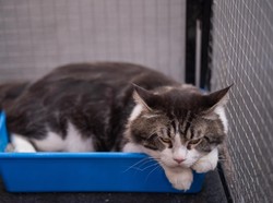 Ini 6 Alasan Penyebab Kucing Sering Ikut Bangun Saat Waktu Sahur