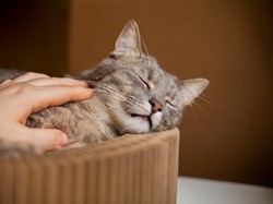 4 Cara Mengatasi Kucing Keracunan, Pertolongan Pertama agar Terselamatkan