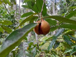 Hikayat Pala dari Pulau Siau
