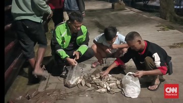 Ikan-ikan Mabuk Tak Cuma di Cisadane, Warga Tetap Nekat Menjaring