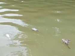 BPBD Susuri Cisadane Tercemar Limbah Usai Kebakaran, Masih Banyak Ikan Mati