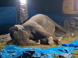 Gajah Sumatera Usia 50 Tahun di Lembaga Konservasi Sergai Mati, Ini Penyebabnya