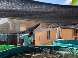 Keren! Warga Pontianak Barat Budidaya Lele Zero Waste Tanpa Bau dan Limbah