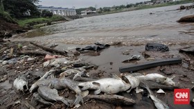 Kata Warga Usai Santap Ikan Sungai Cisadane Tercemar Kimia: Bau Solar