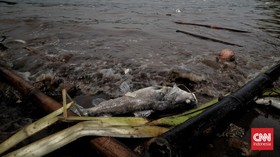 Pemulihan Sungai Cisadane: Pakai Eco Enzim, Tabur 5000 Benih Ikan