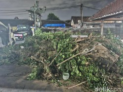 Pohon Beringin Tua di Masjid Kotagede Ambruk Lagi, Timpa Motor-Mobil