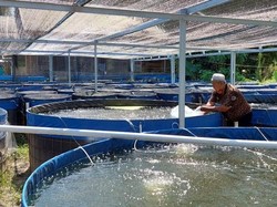 Apa Itu Budidaya Lele Zero Waste? Ini Sederet Manfaatnya