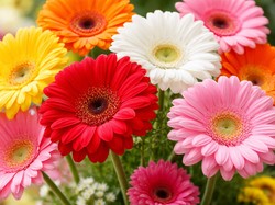 Makna Bunga Gerbera untuk Valentine, Ini Arti Tiap Warnanya