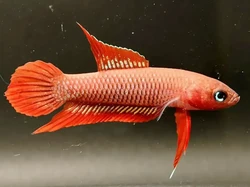 Ikan Endemik Bangka Belitung Terancam Punah, BRIN-UBB Turun Tangan