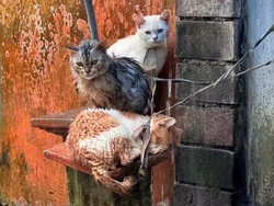 Ikat Leher Kucing Sampai Kehujanan di Bali, Pemilik Ngaku Belum Punya Kandang