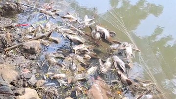 Air Kali Cisadane Belum Aman, Gudang Kimia Tak Ada Izin Lingkungan