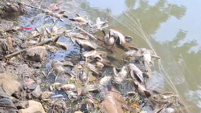 Air Sungai Cisadane terancam usai pencemaran pestisida. Dinas LH ungkap gudang kimia Tangsel yang membuat tercemar tak kantongi izin lingkungan.