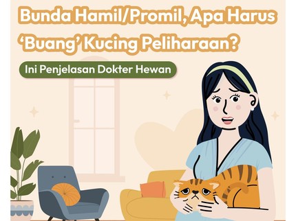 Bunda Hamil/Promil, Apa Harus 'Buang' Kucing Peliharaan?Ini Penjelasan Dokter Hewan