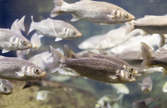 Pencemaran pestisida di air tanah dapat mengganggu ekosistem dan makhluk hidup yang ada di dalamnya. Ekosistem yang rusak akan menurunkan keanekaragaman hayati./ Foto: Freepik.com/bearfotos