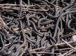 Sarang Ular Terbesar di Dunia Terungkap, Dihuni Ratusan Ular