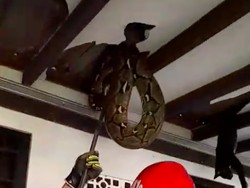 Sanca 4 Meter Ngumpet sampai Bikin Plafon Jebol di Pasar Minggu Jaksel