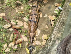 BKSDA Evakuasi Buaya Senyulong dan Kasuari dari Tempat Wisata Tutup di Serang