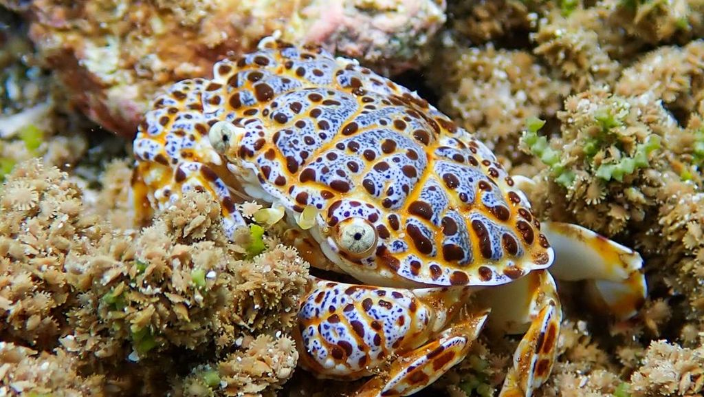 Vlogger Filipina Meninggal Setelah Makan 'Kepiting Setan'