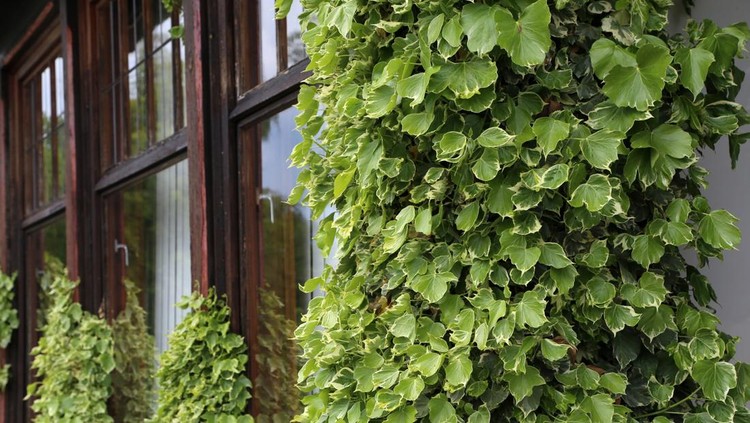 Ivy&period; creeping shrubs clinging to their adventitious roots of the walls&period;