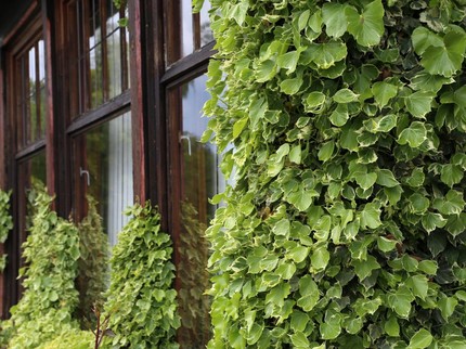 9 Tanaman Hias yang Bisa Meredam Suara dari Luar