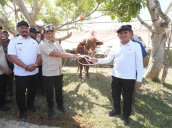 Mendagri Serahkan 1.455 Sapi Bantuan Presiden Prabowo untuk Warga Aceh