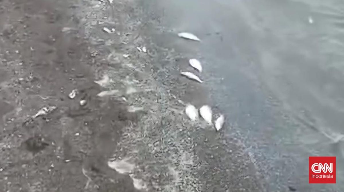 Ikan-Udang di Laut Tangerang Diduga Terdampak Cemaran Kimia Cisadane
