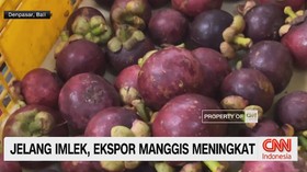 VIDEO: Ekspor Manggis Bali ke Cina Naik 700 Persen Jelang Imlek