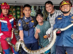 Sanca Besar Ngumpet di Kolong Freezer Es Krim Kagetkan Karyawan di Bogor