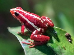 Apa Itu Katak Panah Beracun yang Diduga Dipakai Bunuh Alexei Navalny?