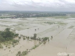 Banjir Tlogoweru Demak Juga Rendam Ratusan Hektare Sawah