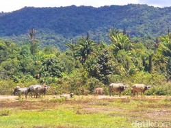 Sorot Anggota DPRD pada Proyek PLBN Long Midang, Kini Jadi Kubangan Kerbau