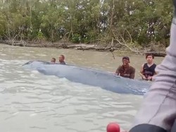 Paus Sepanjang 15 Meter Masuk ke Sungai Somor OKI, Warga Bantu Evakuasi