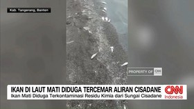 VIDEO: Ikan Laut Tangerang Mati Diduga Tercemar Limbah Kimia Cisadane