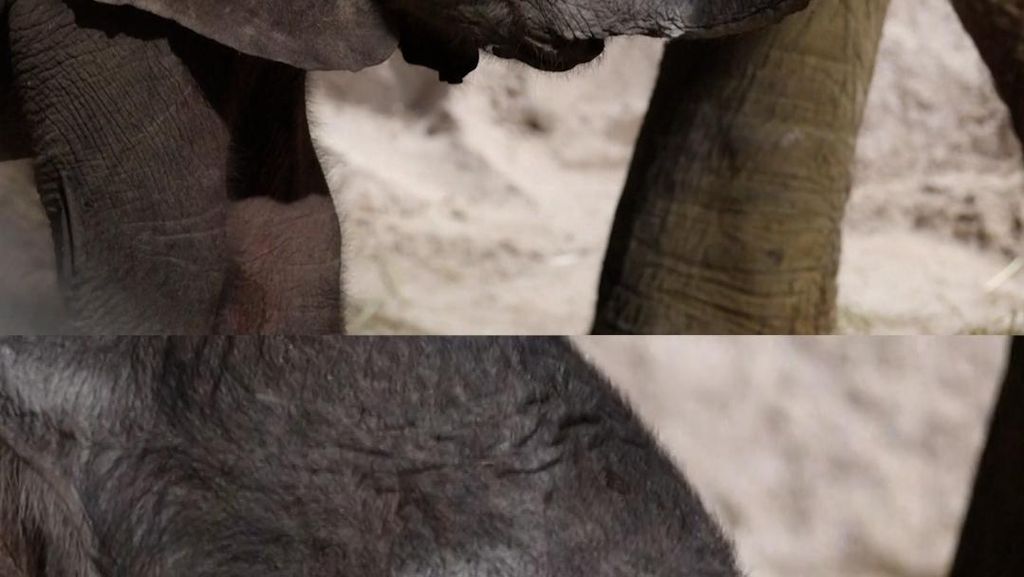 Bayi Gajah 150 Kg Lahir di Kebun Binatang Beauval Prancis