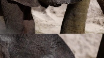 Bayi Gajah 150 Kg Lahir di Kebun Binatang Beauval Prancis