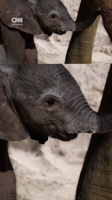 Bayi Gajah 150 Kg Lahir di Kebun Binatang Beauval Prancis