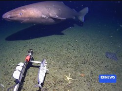 Hiu Tertangkap Kamera di Laut Dalam Antartika, Bikin Ilmuwan Terkejut