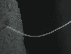 Bakteri Terbesar di Dunia Ditemukan di Rawa Negara Ini, Sebesar Apa?