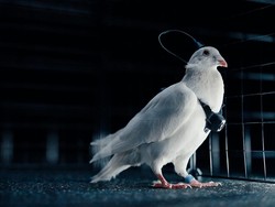 Startup Rusia Ngaku Bisa Setir Burung Merpati Seperti Drone