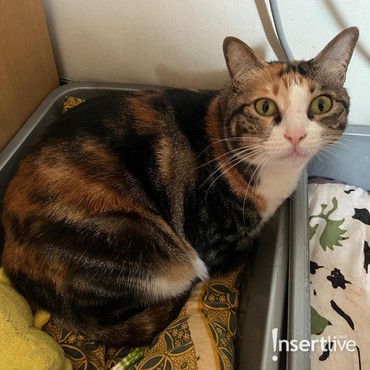 Penelitian Ungkap Alasan Kucing Sering Tak Menghabiskan Makanannya