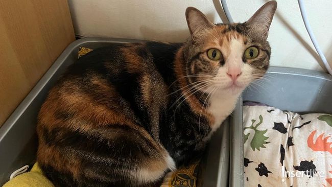 Penelitian Ungkap Alasan Kucing Sering Tak Menghabiskan Makanannya