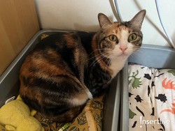 Penelitian Ungkap Alasan Kucing Sering Tak Menghabiskan Makanannya