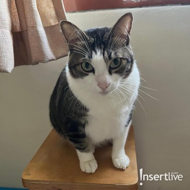 5 Manfaat Lion Cut untuk Kucing