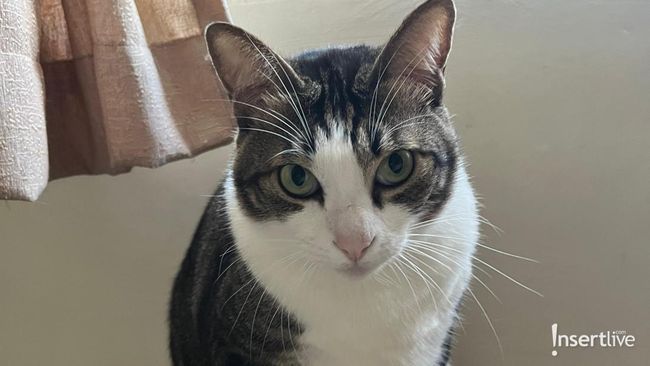 5 Manfaat Lion Cut untuk Kucing