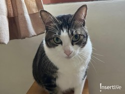 5 Manfaat Lion Cut untuk Kucing